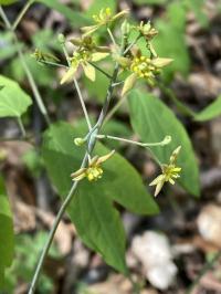 Caulophyllum thalictroides image